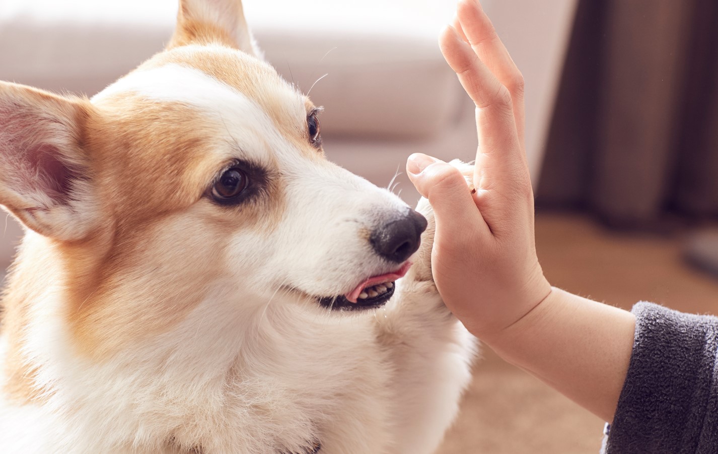 인간의 영원한 동반자 ‘강아지’, 장수(張數)의 초석 찾았다
