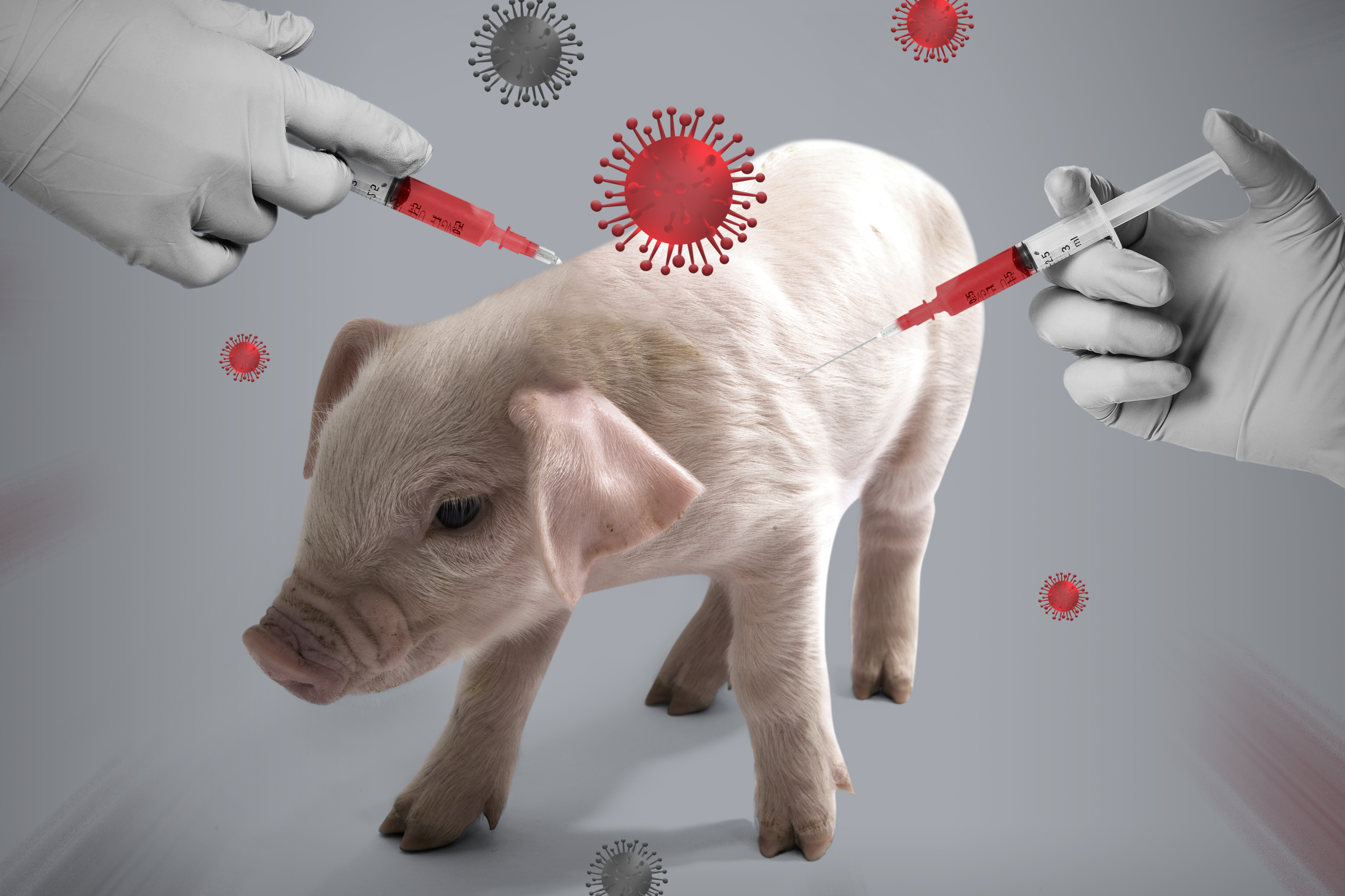 아프리카돼지열병 발병... 돼지 살처분에 물가 상승 우려