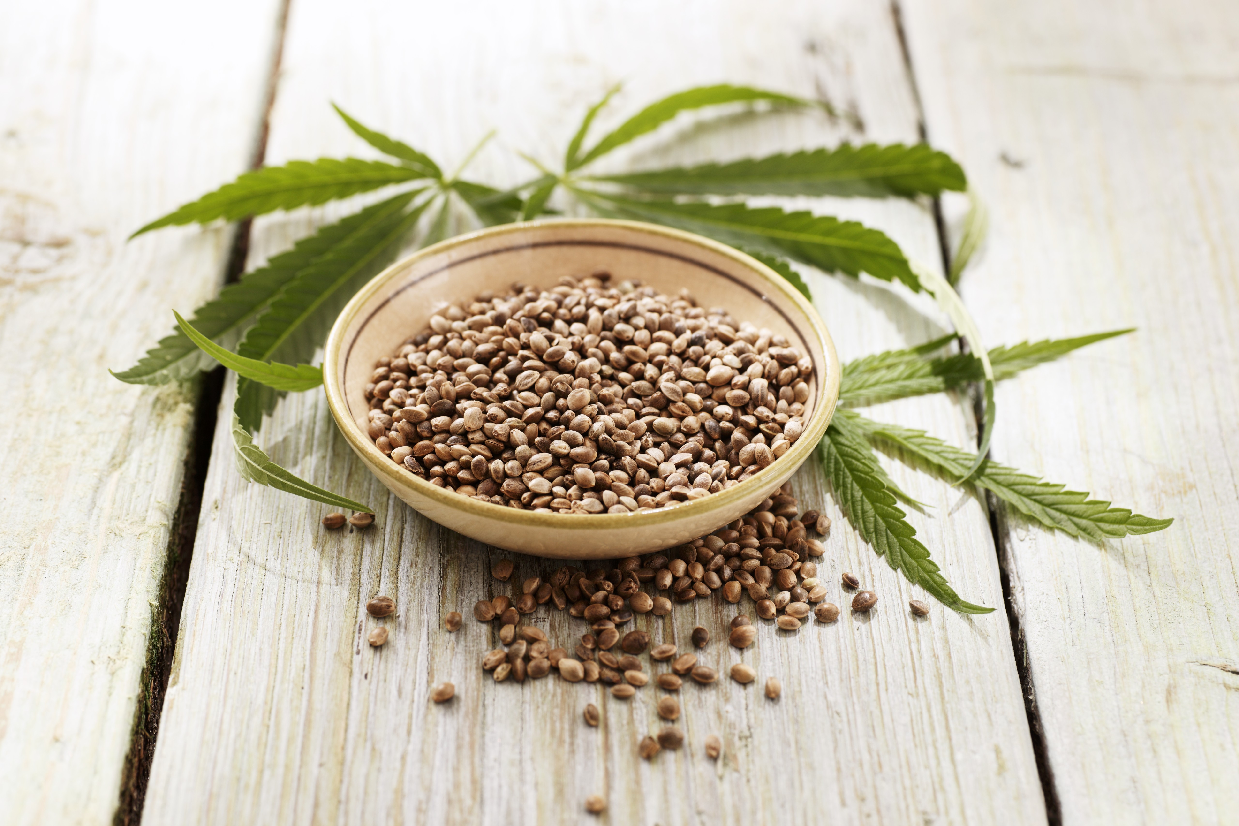 '대마씨유' 안전성 점검 실시 결과, '안동햄프시드오일'에서 환각 성분 2배 초과 검출