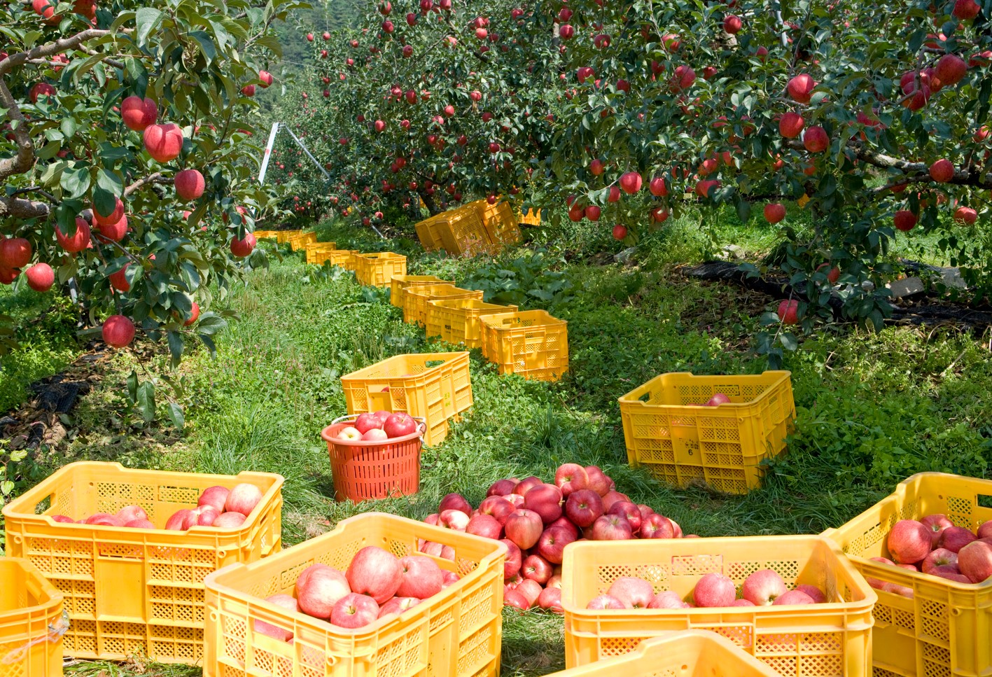 [폴앤톡] 물가 안정 위해 과일 수입… 우리 농가 망친다?