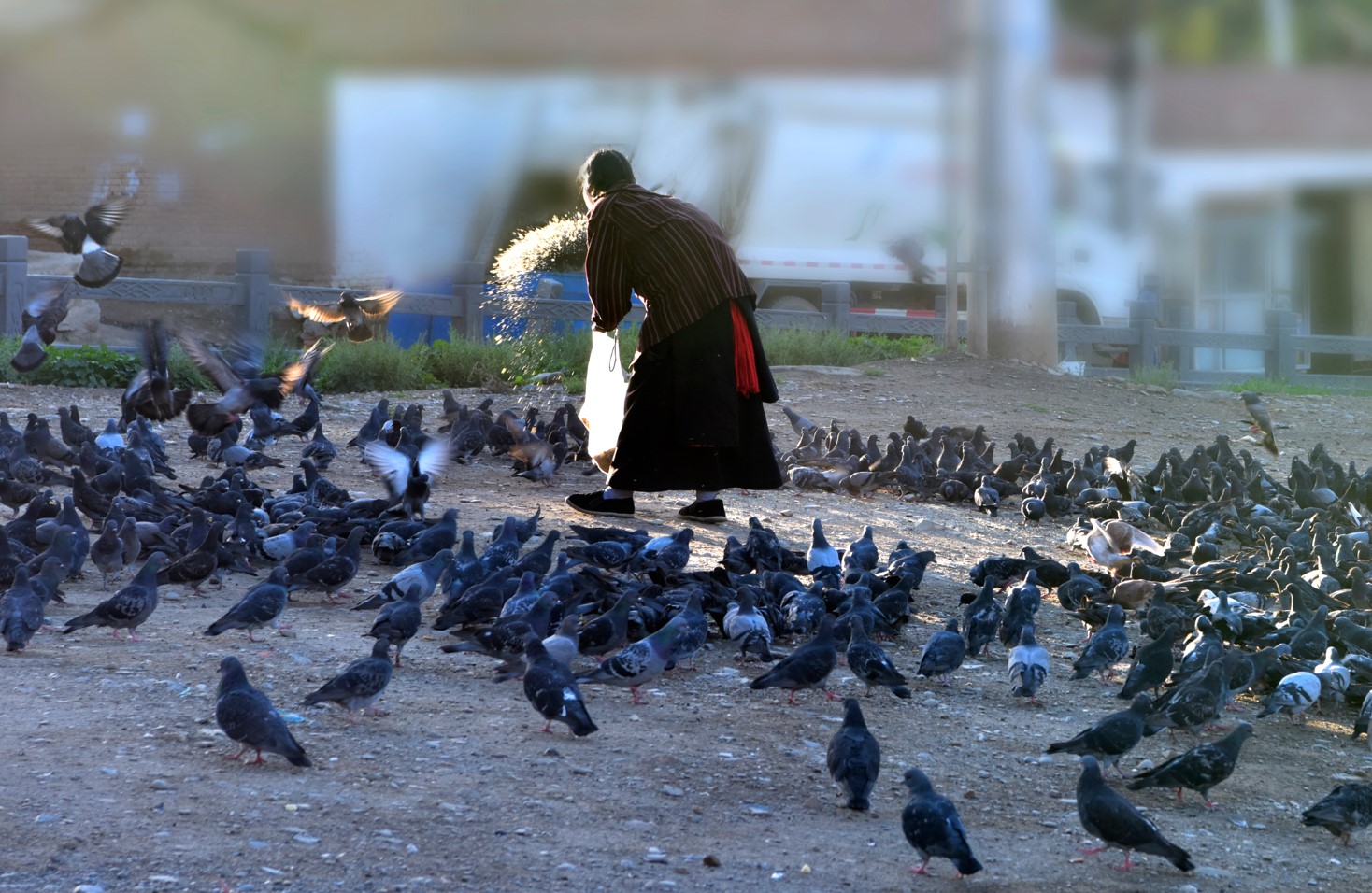 [위고라] 비둘기 모이주기 금지법안...찬성VS반대