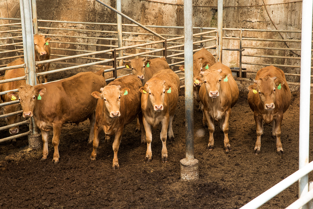 [위고라] 끊임없는 논란 할랄 도축, 찬성 VS 반대