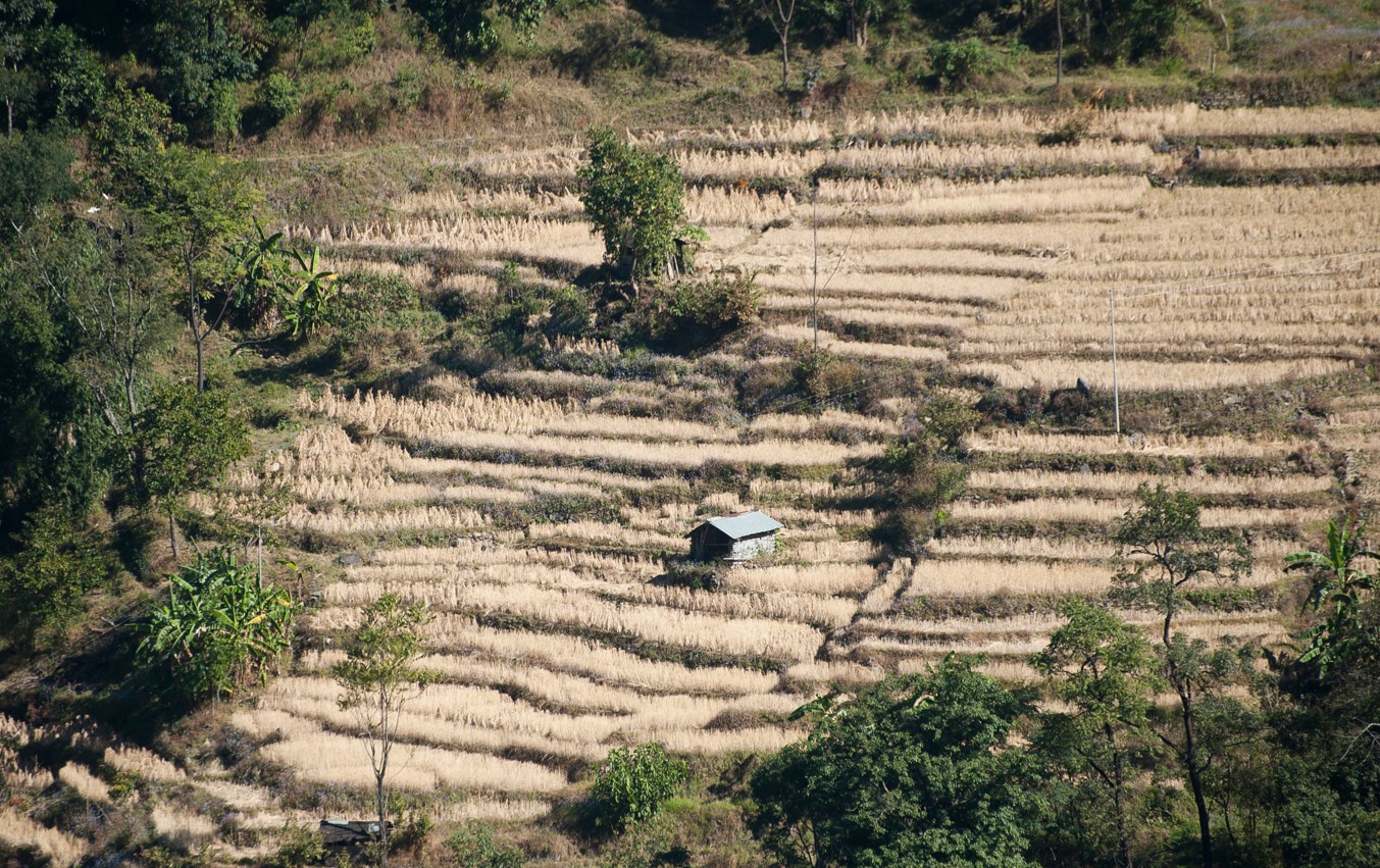 [외신] 인도 '쌀 수출 금지'에... 불안한 세계 곡물 시장