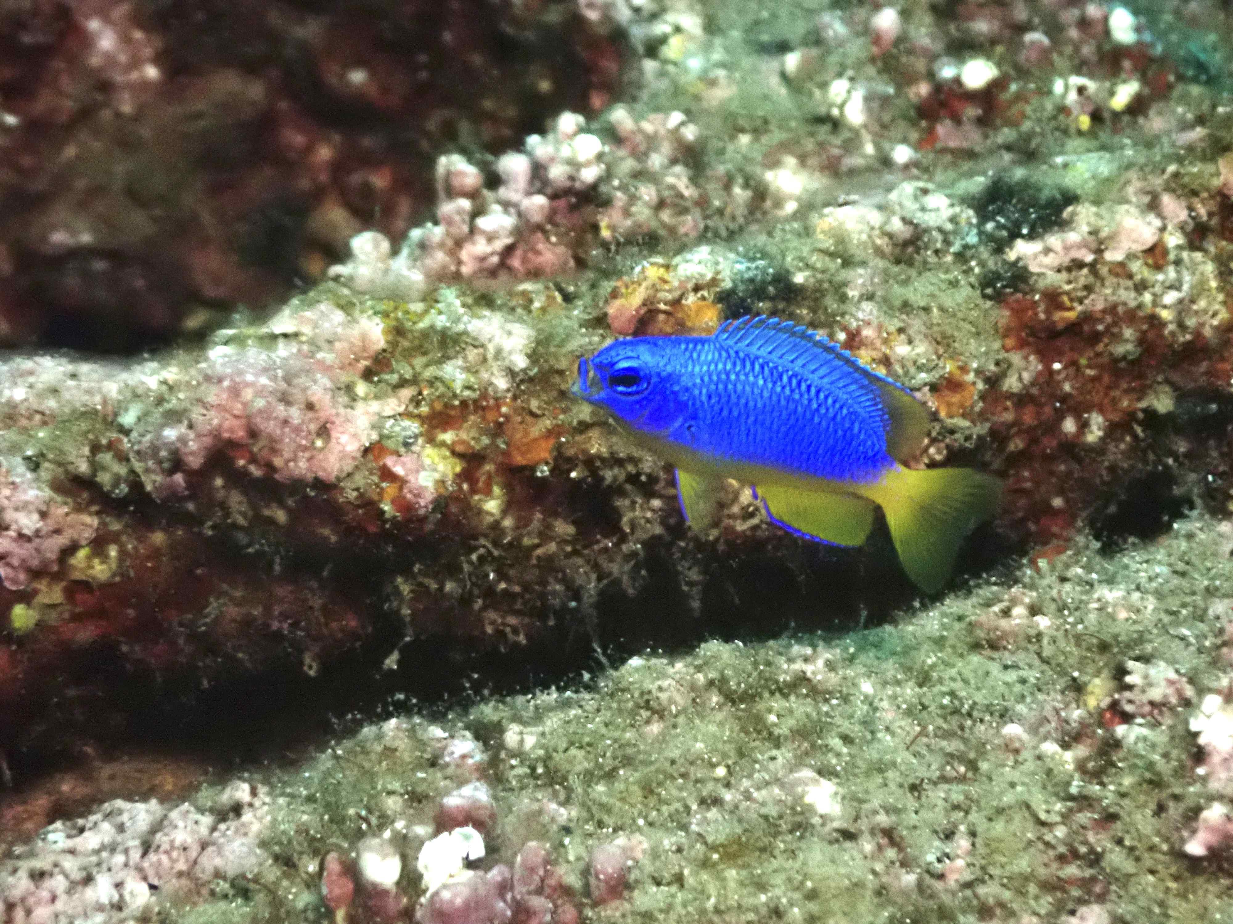 뜨거워진 울릉도... 열대 및 아열대성 어류 급증