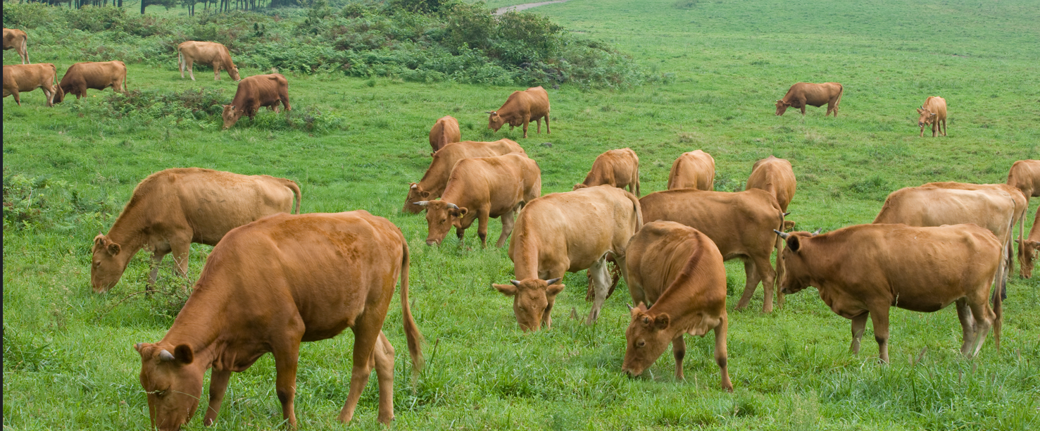 한우 도매가는 싸다는데, 왜 소비자가격은 그대로?