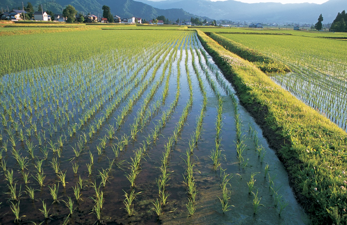키우기만 해도 돈 받는다.. '전략작물직불제' 확대 시행