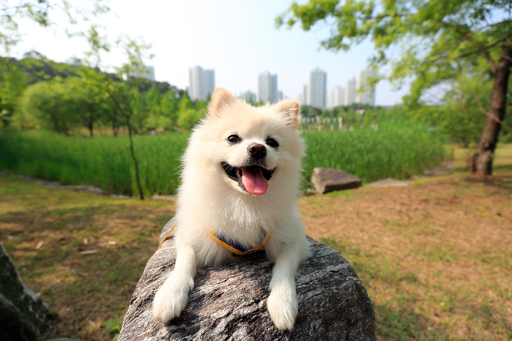 전국 반려견 17.5%는 서울시에 산다…가장 많은 자치구는 강남구