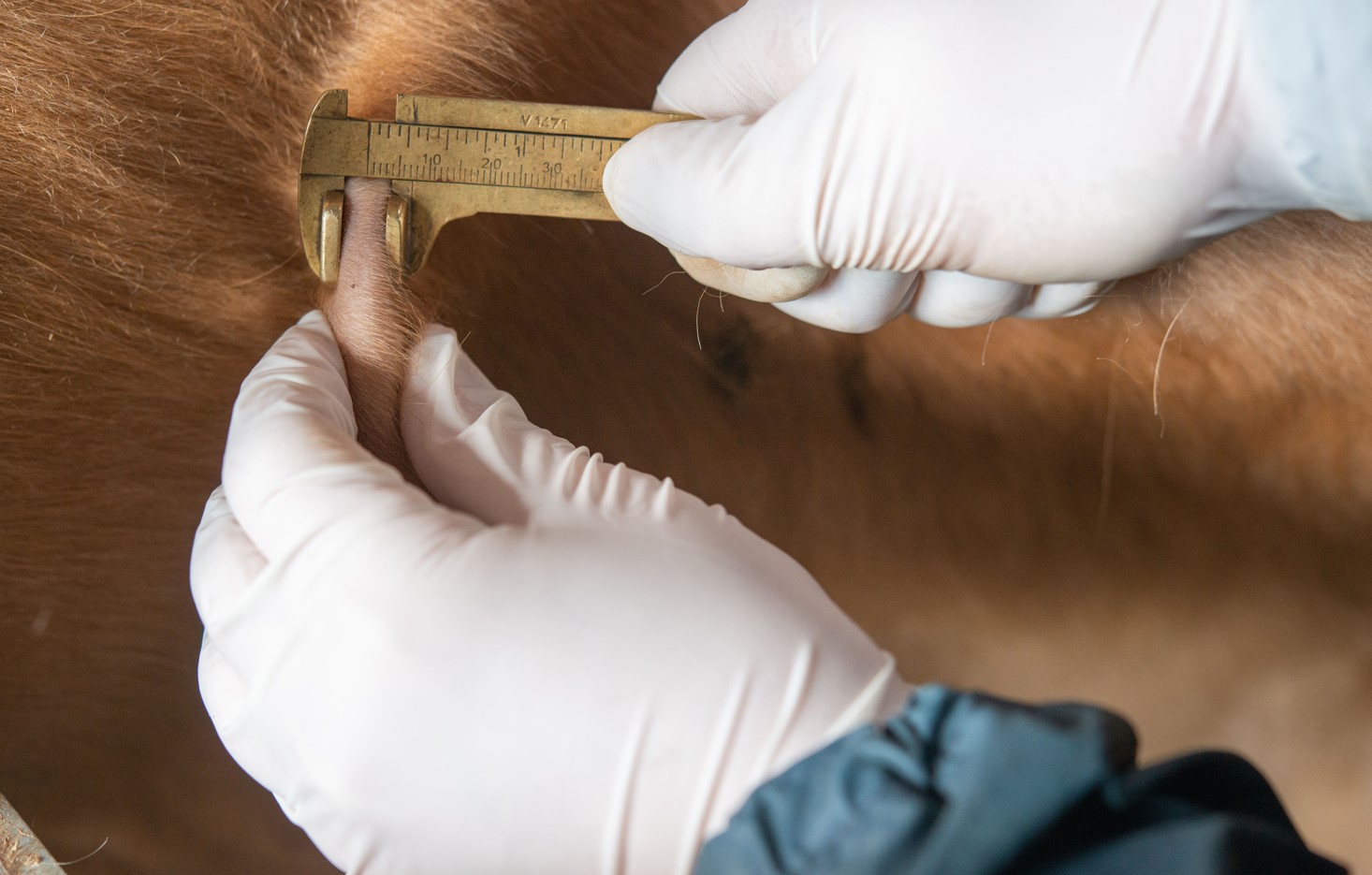 '럼피스킨병' 확산에... 정부, "한우 가격에 미치는 영향은 제한적"