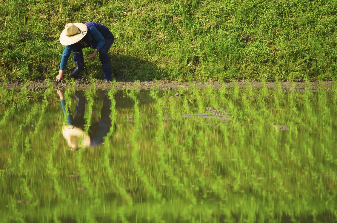 "재배면적 감축, 쌀값 안정과 농가소득 안정을 위해서 필요"