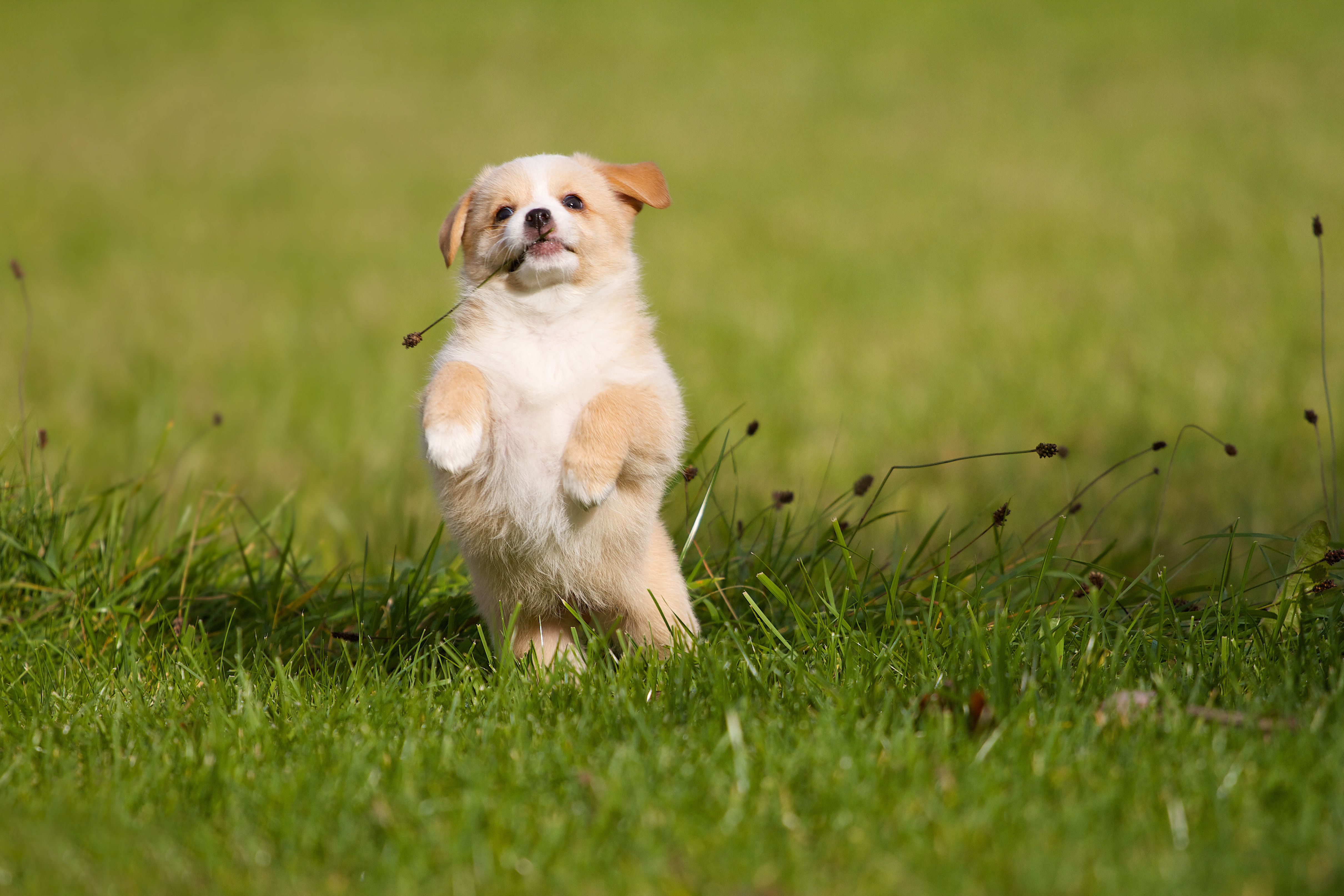 [위고라] 반려동물과 유기동물, 무엇이 우선인가