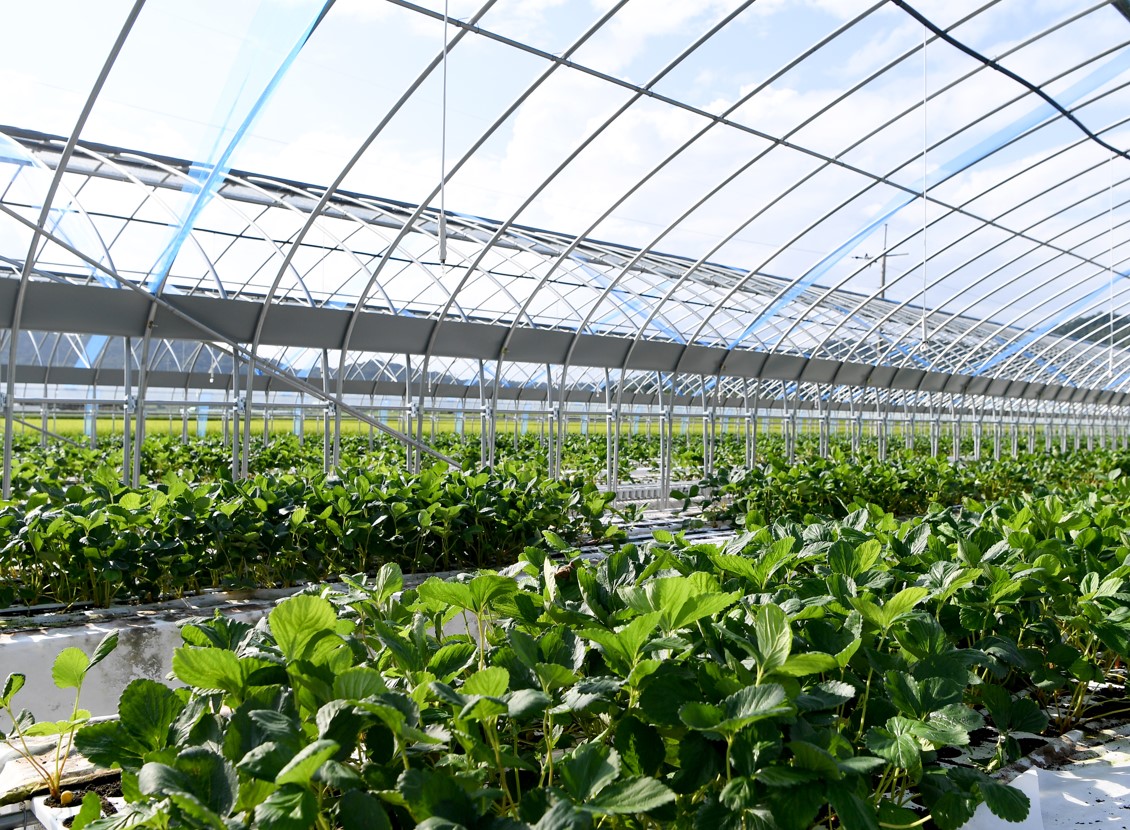 농산물 물가 압박에 정부 합동점검반 편성... "유통과정 점검"