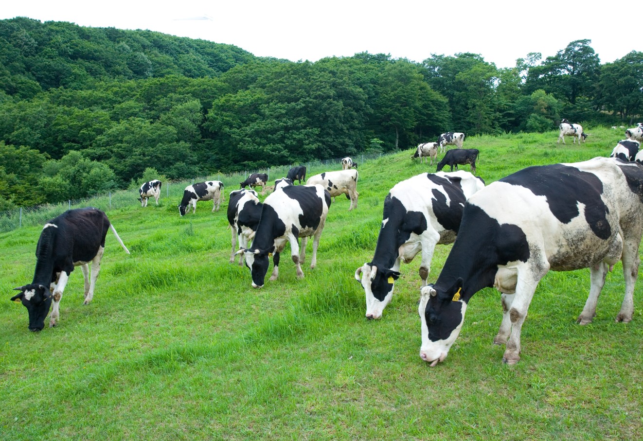 [외신] 덴마크, 세계 최초로 젖소 '탄소세' 도입