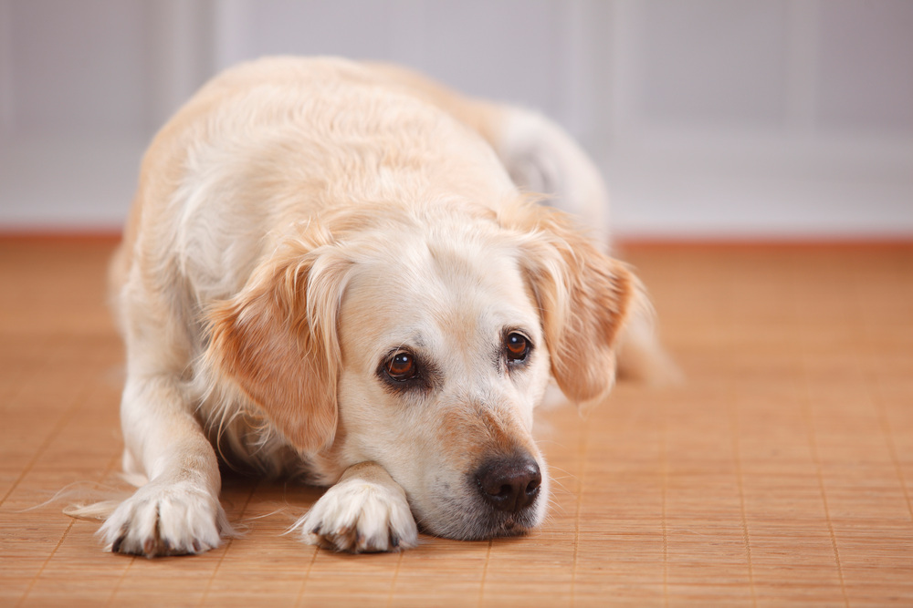 5년 사이 2배 이상 증가한 동물학대...대인범죄로도 이어질 수 있어