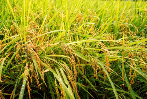 출처=클립아트코리아