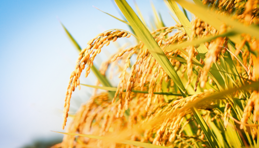 (출처=클립아트코리아)